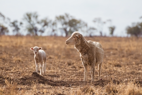 Merino sheep with lamb in paddock - Australian Stock Image