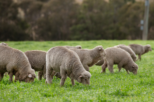 Merino weaner sheep grazing an oats crop - Australian Stock Image