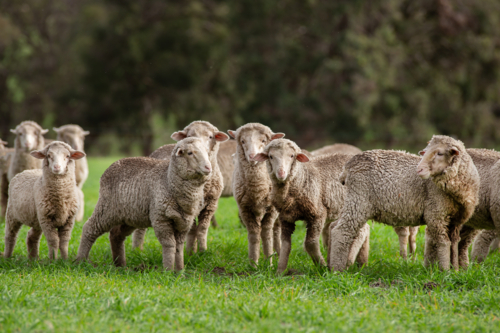 Merino weaner sheep in a green crop - Australian Stock Image