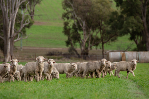 Merino weaner sheep in a paddock - Australian Stock Image