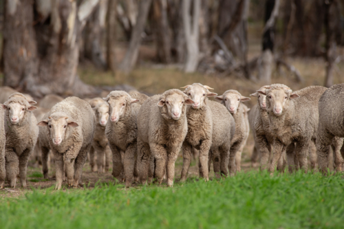 Merino weaner sheep walking in a paddock - Australian Stock Image