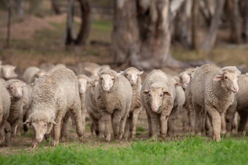 Merino weaner sheep walking into a paddock - Australian Stock Image