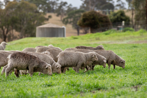 Merino weaners grazing in an oats crop - Australian Stock Image