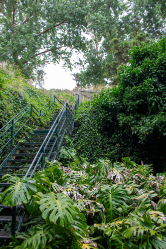 Metal stairs amongst greenery - Australian Stock Image