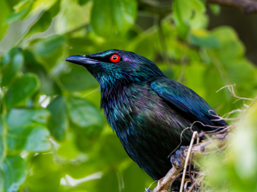 Metallic starling bird - Australian Stock Image