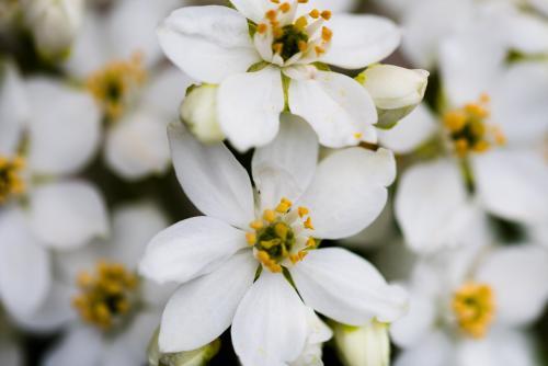 Mexican Orange Blosson Mock Orange flower - Australian Stock Image