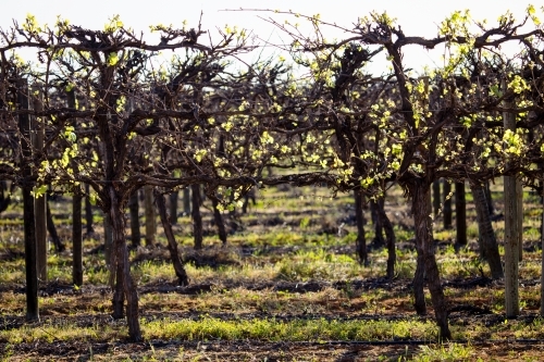 Horizontal shot of grapevines with new leaves backlit by the sun - Australian Stock Image