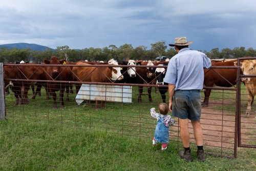 Middle aged farmer with toddler child watching cattle in paddock by old farm gate - Australian Stock Image