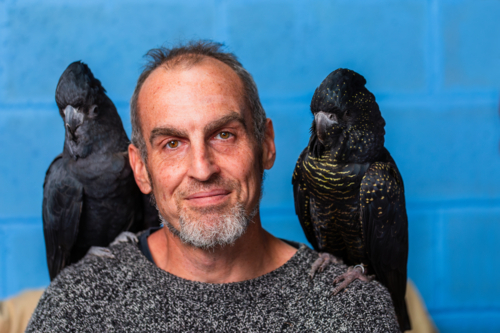 Middle aged man with pet red tailed black cockatoo birds on shoulder with blue backdrop - Australian Stock Image