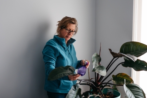 Middle aged woman tending to hear plant, watering with spray bottle - Australian Stock Image