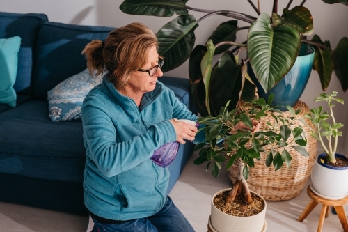 Middle aged woman tending to hear plant, watering with spray bottle - Australian Stock Image