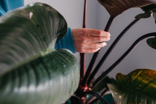 Middle aged woman tending to her plant