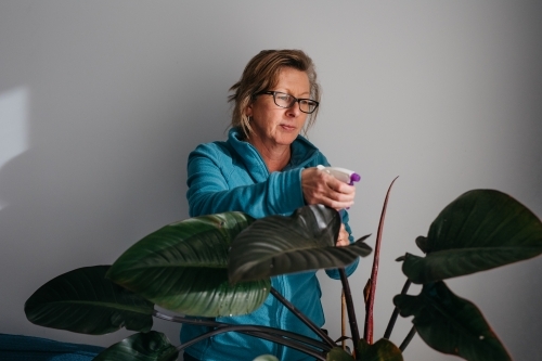 Middle aged woman tending to her plant, watering with spray bottle - Australian Stock Image