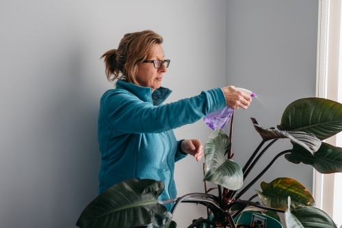 Middle aged woman tending to her plant, watering with spray bottle