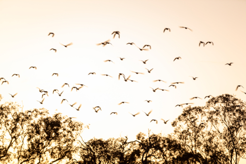 Migrating birds flying over the trees at sunset. - Australian Stock Image