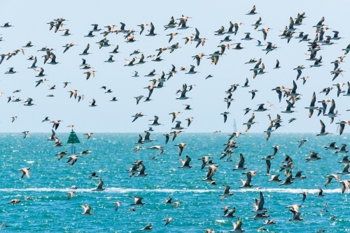 Migratory shorebirds, from Siberia, flying over turquoise Moreton Bay. - Australian Stock Image