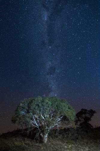 Milky Way behind a tree on a mountain - Australian Stock Image