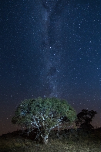Milky Way behind a tree on a mountain