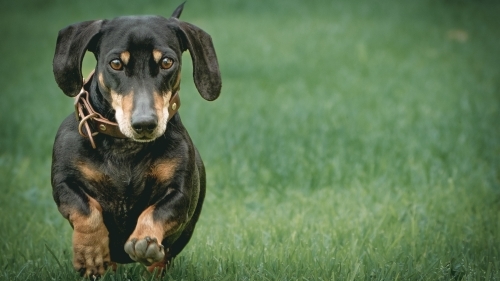 Miniature Dachshund running towards camera on green grass - Australian Stock Image
