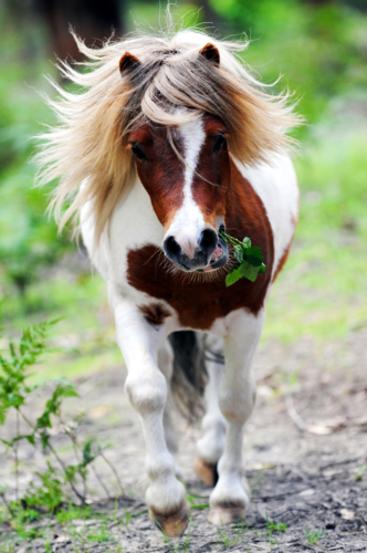 Miniature horse trotting with flowing mane and green leaves in mouth. - Australian Stock Image