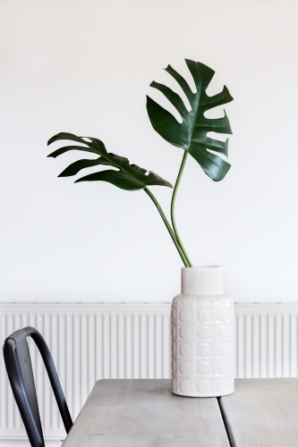 Minimalist white room and vase with Monstera palm leaves