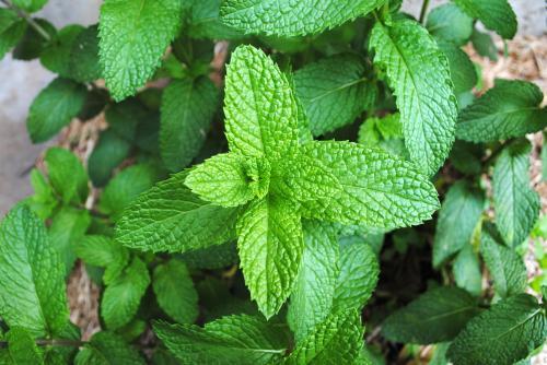 Mint growing in the garden - Australian Stock Image