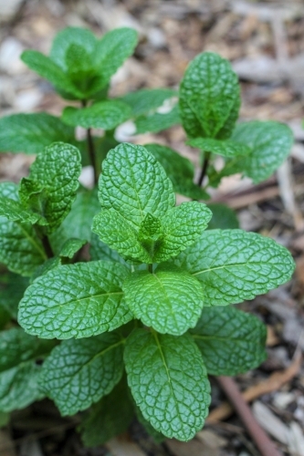 Mint leaves - Australian Stock Image
