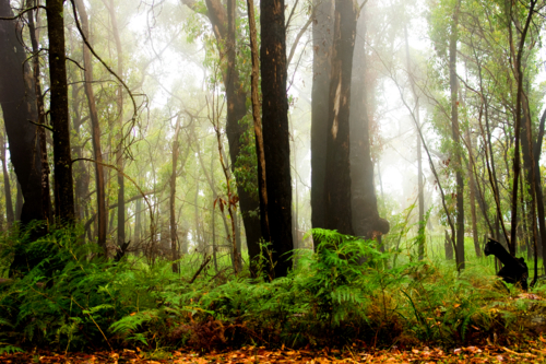 Mist drifting through lush Australian eucalyptus forest with tall gum trees and dense green ferns - Australian Stock Image
