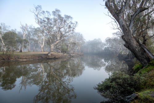 Mist drifts over a calm river lined with pale gum trees. - Australian Stock Image