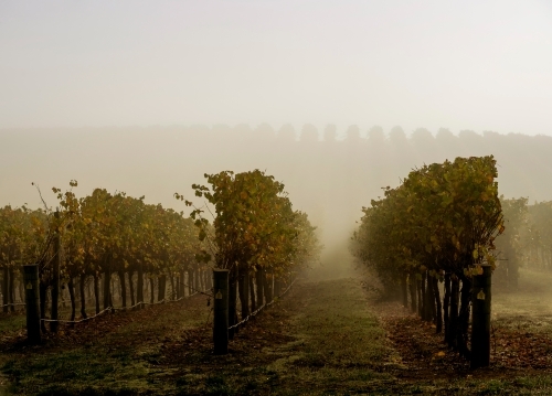 Mist over close up vineyard in the morning