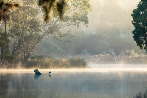 mist rising over water in early morning light