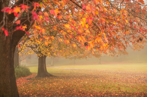 Misty autumn morning in Centennial Park - Australian Stock Image