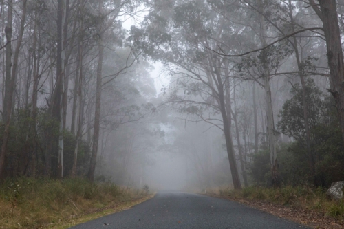 Misty early morning on country road through gum trees - Australian Stock Image