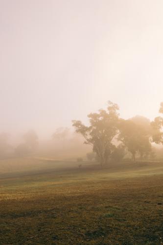 Misty eerie fog on a rural farm, with gum trees in the distance - Australian Stock Image