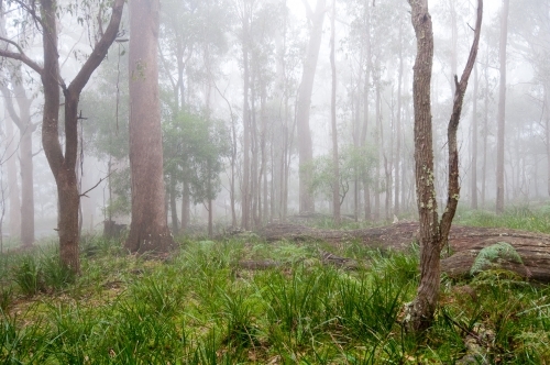 Misty forest with tree trunks