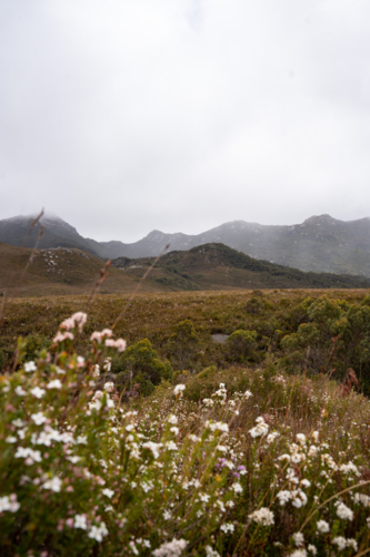 Misty grassland mountains on Tasmania's West coast - Australian Stock Image