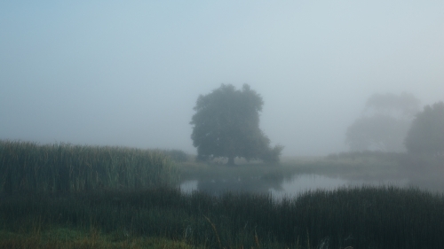 Misty morning beside a river with calm water, reeds and trees - Australian Stock Image