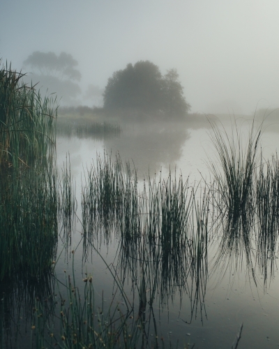 Misty morning beside a river with calm water, reeds and trees - Australian Stock Image