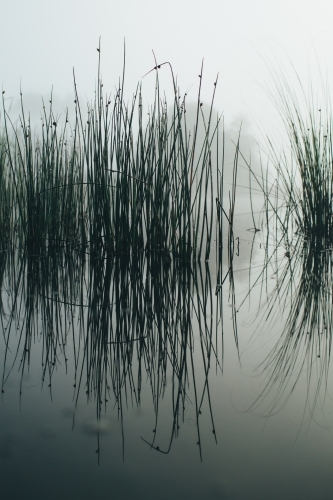 Misty morning beside a river with calm water, reeds and trees - Australian Stock Image