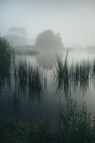 Misty morning beside a river with calm water, reeds and trees - Australian Stock Image