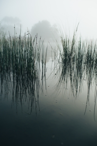 Misty morning beside a river with calm water, reeds and trees - Australian Stock Image