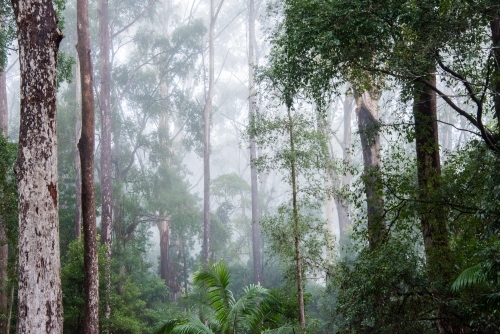 Misty morning in the rainforest looking at the trees