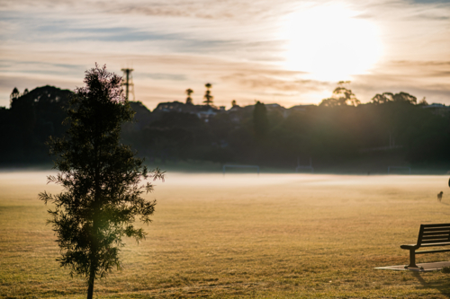 Misty Park Field with Tree and Bench at Sunrise - Australian Stock Image