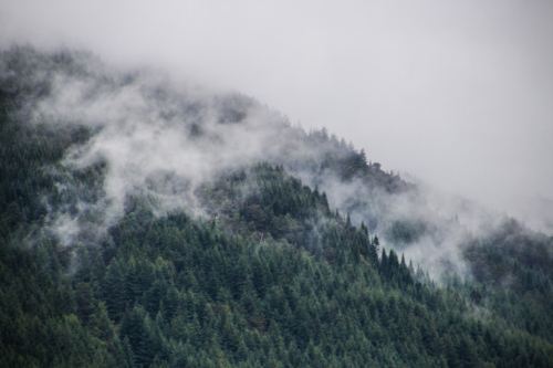 misty trees - Australian Stock Image