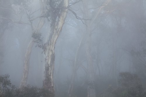 Misty trees in forest - Australian Stock Image