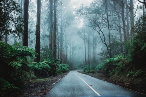 misty winding road through the rainforest