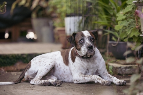 Mixed breed dog sitting on front porch of house surrounded by plants - Australian Stock Image