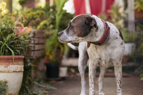 Mixed breed dog standing on front porch of house surrounded by plants - Australian Stock Image