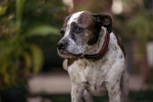 Mixed breed dog standing on front porch of house surrounded by plants - Australian Stock Image