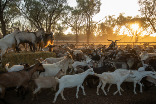 Mixed mob of rangeland goats yarded up - Australian Stock Image